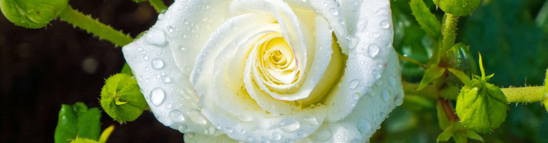 White rose flower.